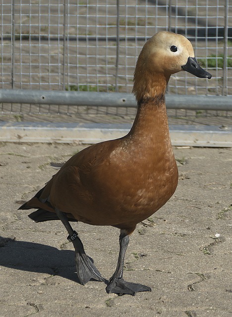 为何他还不