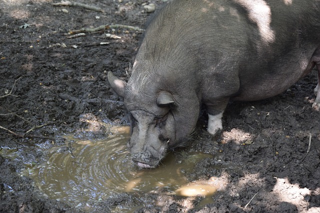 尤文图斯管 尤文图斯管
