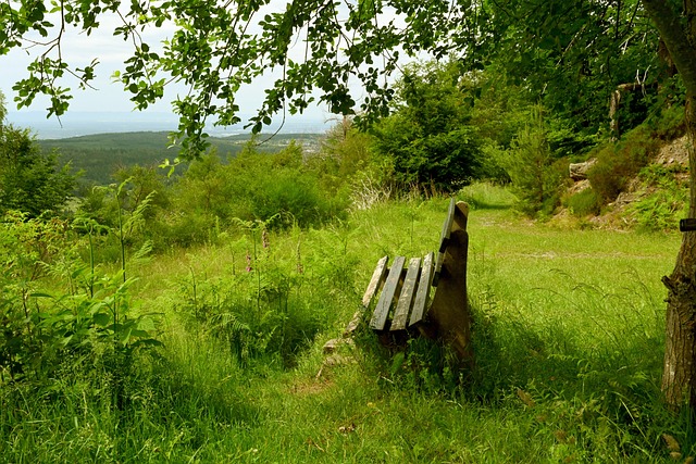 力竞争者 力竞争者